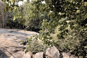 Rock platform viewed through natural tropical forest foliage Thailand