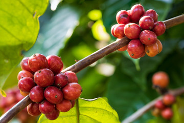 Closeup of robusta coffee beans ripening fruit on tree in farm and plantations in Thailand.