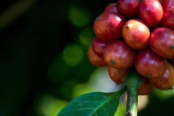 Closeup of robusta coffee beans ripening fruit on tree in farm and plantations in Thailand.