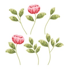 Red and pink peony flowers and green leaves, isolated on white background. Watercolor painting for wedding invitations, greeting card, and design