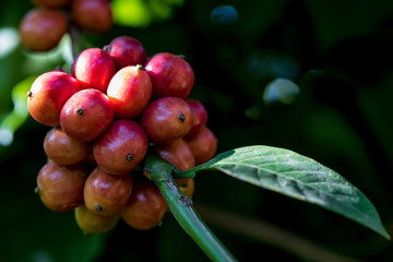 Closeup of robusta coffee beans ripening fruit on tree in farm and plantations in Thailand.