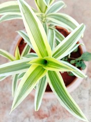 Obraz premium a bordered long leaves