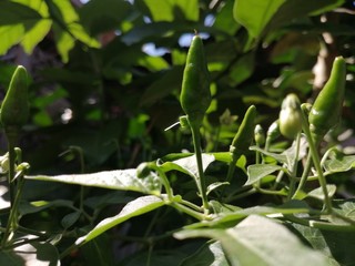 green plant in the garden