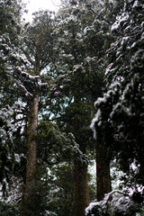 Fototapeta premium Out of season snow