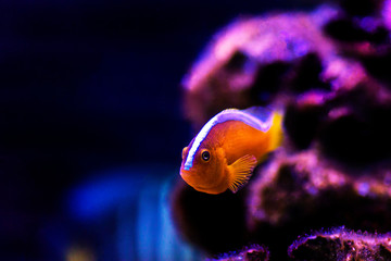 Orange Skunk Clownfish - (Amphiprion sandaracinos) © Kolevski.V