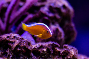 Fototapeta na wymiar Orange Skunk Clownfish - (Amphiprion sandaracinos)
