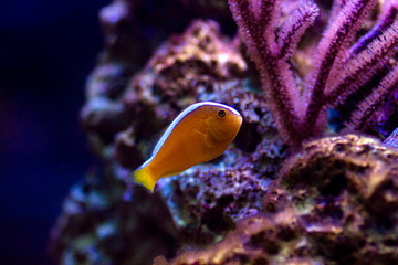 Orange Skunk Clownfish - (Amphiprion sandaracinos)