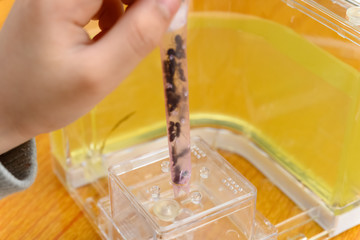 kid putting ants to a transparent container