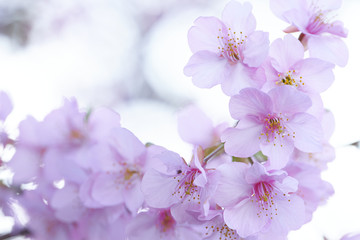 桜の花（バナーむけ、横位置）