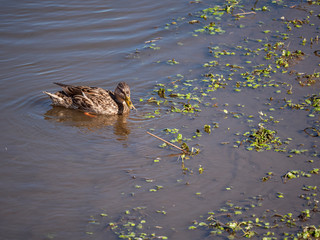 Female Mallard - Steigerwald Lake NWR