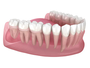 Morphology of human teeth. Medically accurate tooth 3D illustration