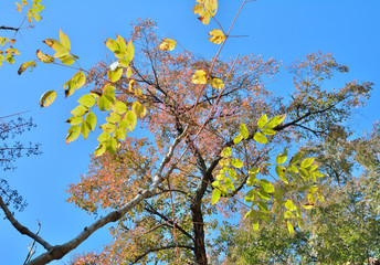 Medicinal plant aralia (Aralia elata) 6