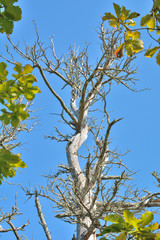 Dry pine