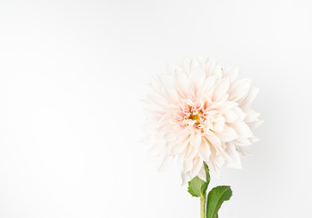 Single fresh dahlia bloom on white background