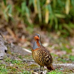 大きな声で鳴くコジュケイ
