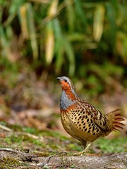 お立ち台でポーズするコジュケイ
