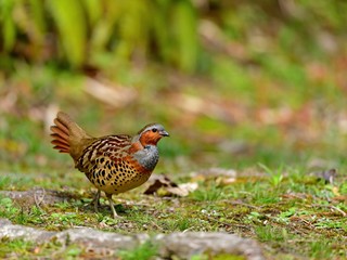 緑に包まれた広場をのんびりと歩くコジュケイ