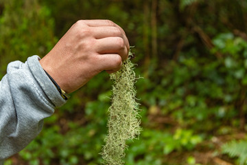 A young man on a walk through the unique enaga forest of Anaga. Holds a lichen in his hand. Pure nature and clean air: ulneas growing on trees at mountains. Selective focus, close up