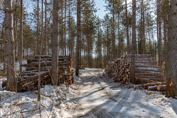 Logging North Frontenac landscape winter scene