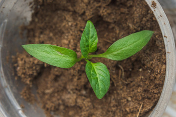 young plant in soil