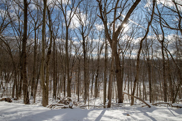 Winter landscape with snowy forest in Michigan under sunlight