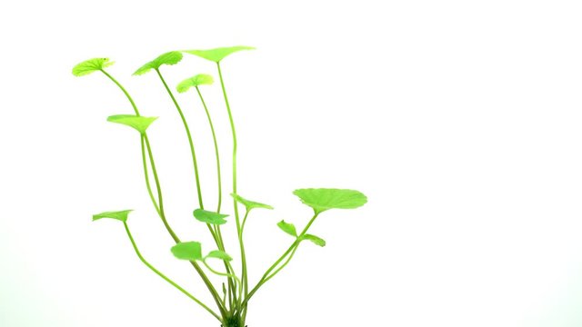 Gotu kola (Centella asiatica) leaves   rotating on whitr  background