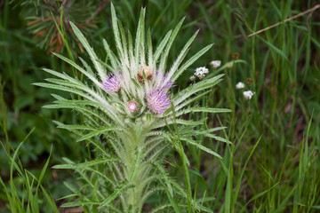 Thistle Plant with Purple Blooms