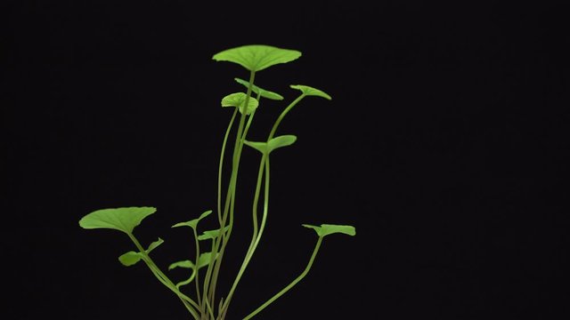 Gotu kola (Centella asiatica) leaves   rotating on black  background