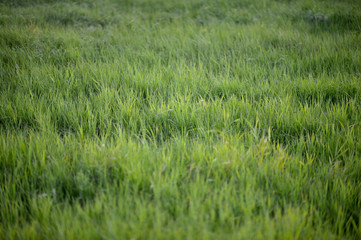 Green field natural background