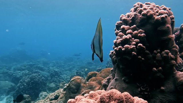 Teira Batfish Swimming Between The Corals Under The Deep Blue Sea - Medium Shot