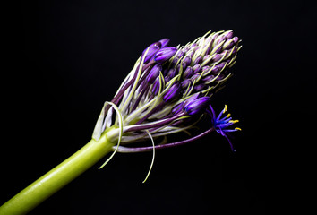 purple flower on black background