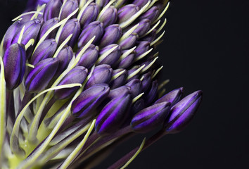 closeup of purple flower on black background