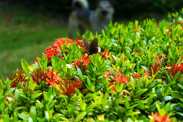 Incredibly beautiful day tropical butterfly Papilio maackii pollinates flowers. Black-white...