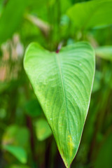 Saturated green leaf of a tropical plant