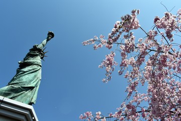 Worm's eye view of the Statue of Liberty replica in Odaiba, Japan during sakura or cherry blossoms season © jbramos