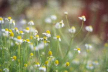 a soft focus of wild flowers 