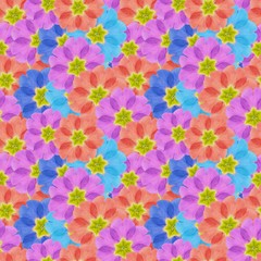 Fototapeta na wymiar Primula, primrose. Illustration, texture of flowers. Seamless pattern for continuous replication. Floral background, photo collage for textile, cotton fabric. For use in wallpaper, covers