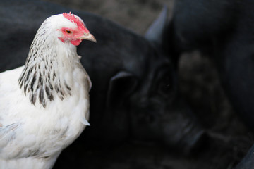 Chicken in the chicken coop. Domestic bird. Farm