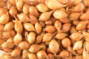 Onion for sowing. Close up. Abstract background. Selective focus.