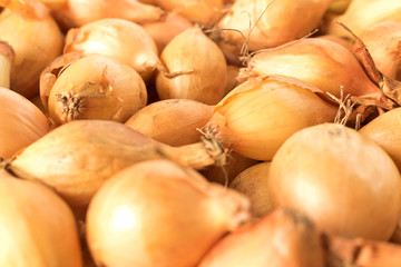 Onion for sowing. Close up. Selective focus.