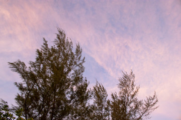Evening sky with beautiful pine trees