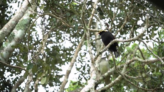 male and female Regent Bowerbird  perching on the tree beautiful morning Australia