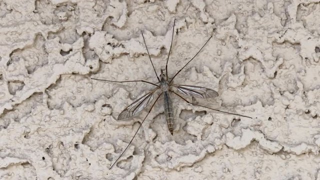 4K HD video of one crane fly sometimes known as mosquito hawks or daddy longlegs, resting on stucco exterior of a desert home. An adult crane fly resembles an oversized mosquito