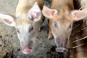 two pigs on the pig farm