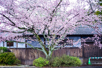 古都奈良の風景　桜　 Country scenery cherry tree Nara Japan