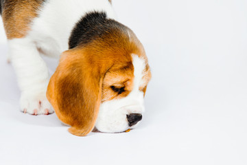 Puppy beagle on a white background.