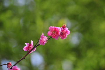 Obraz premium Flowers blooming in spring