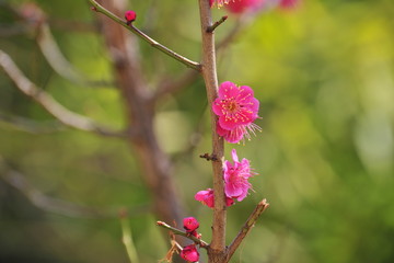  Flowers blooming in spring