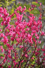 Flowers blooming in spring