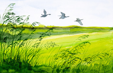 Summer watercolor illustration of a beautiful Russian field  with flying birds